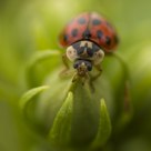 ladybug 01